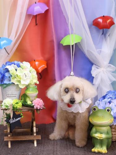 20230604桃果ちゃん